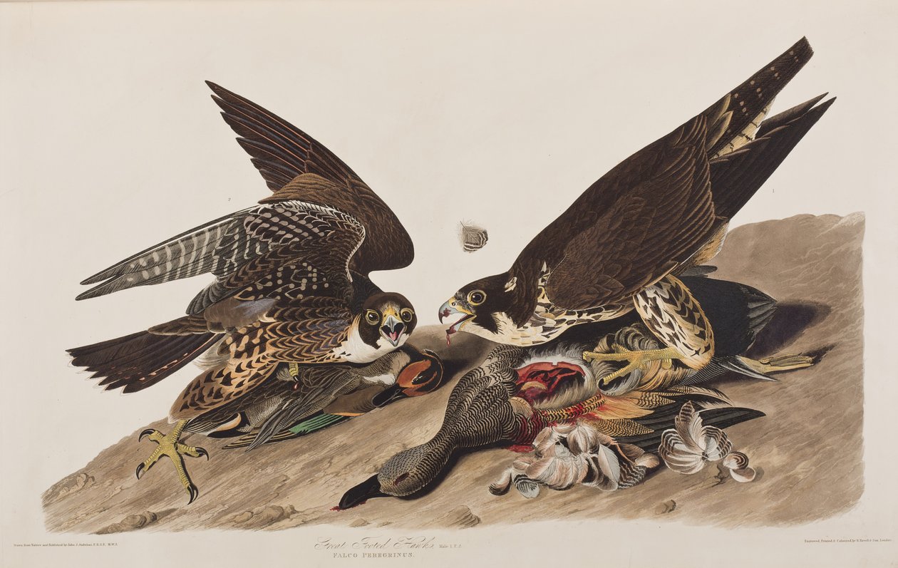 Illustration de 