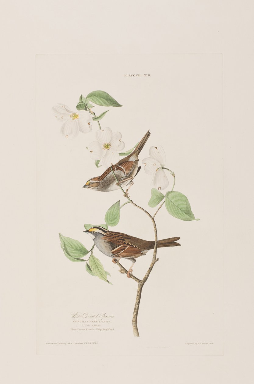 Illustration de 