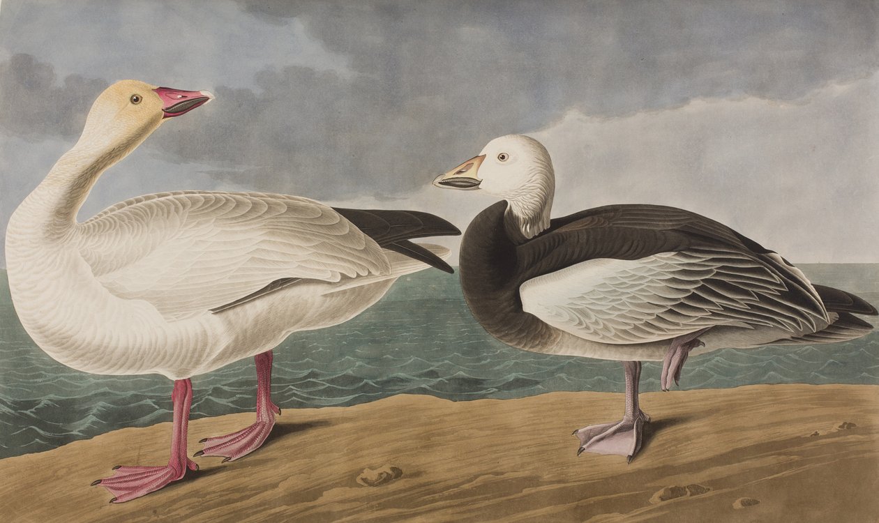 Illustration de 