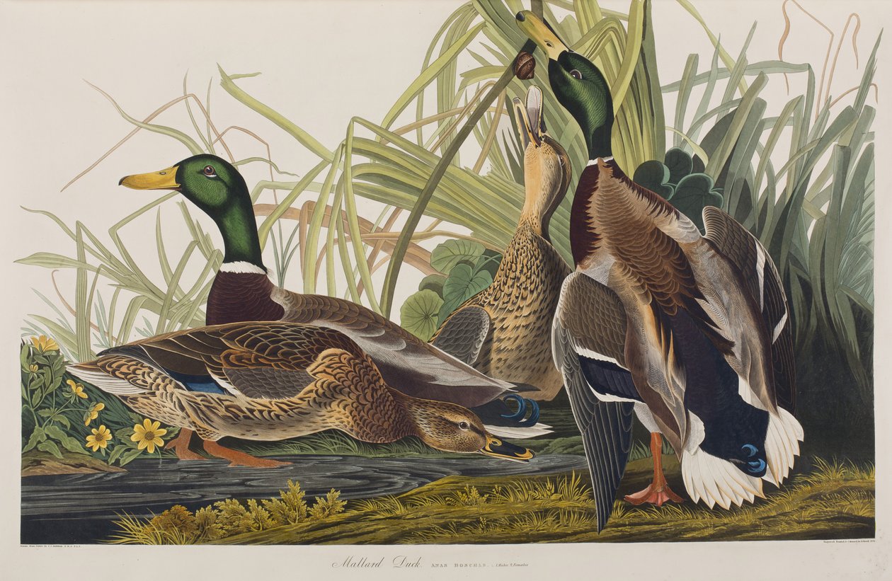 Illustration de 
