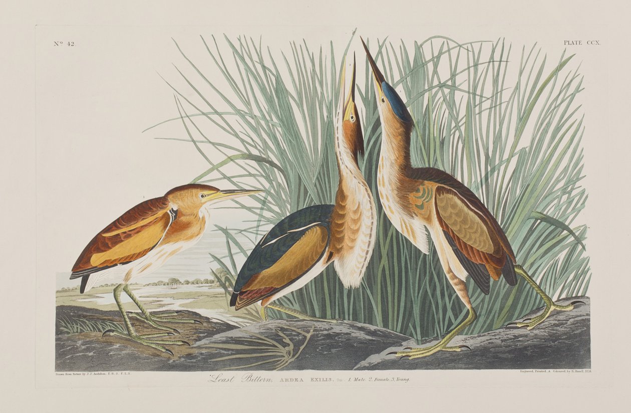 Illustration de 