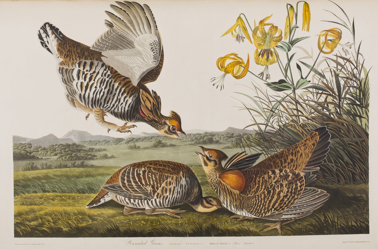 Illustration de 