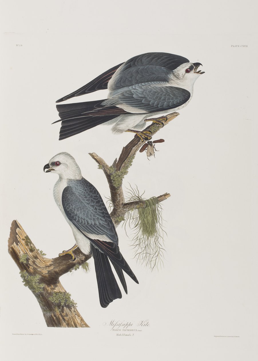 Illustration de 