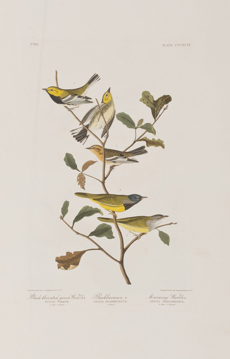 Illustration de 