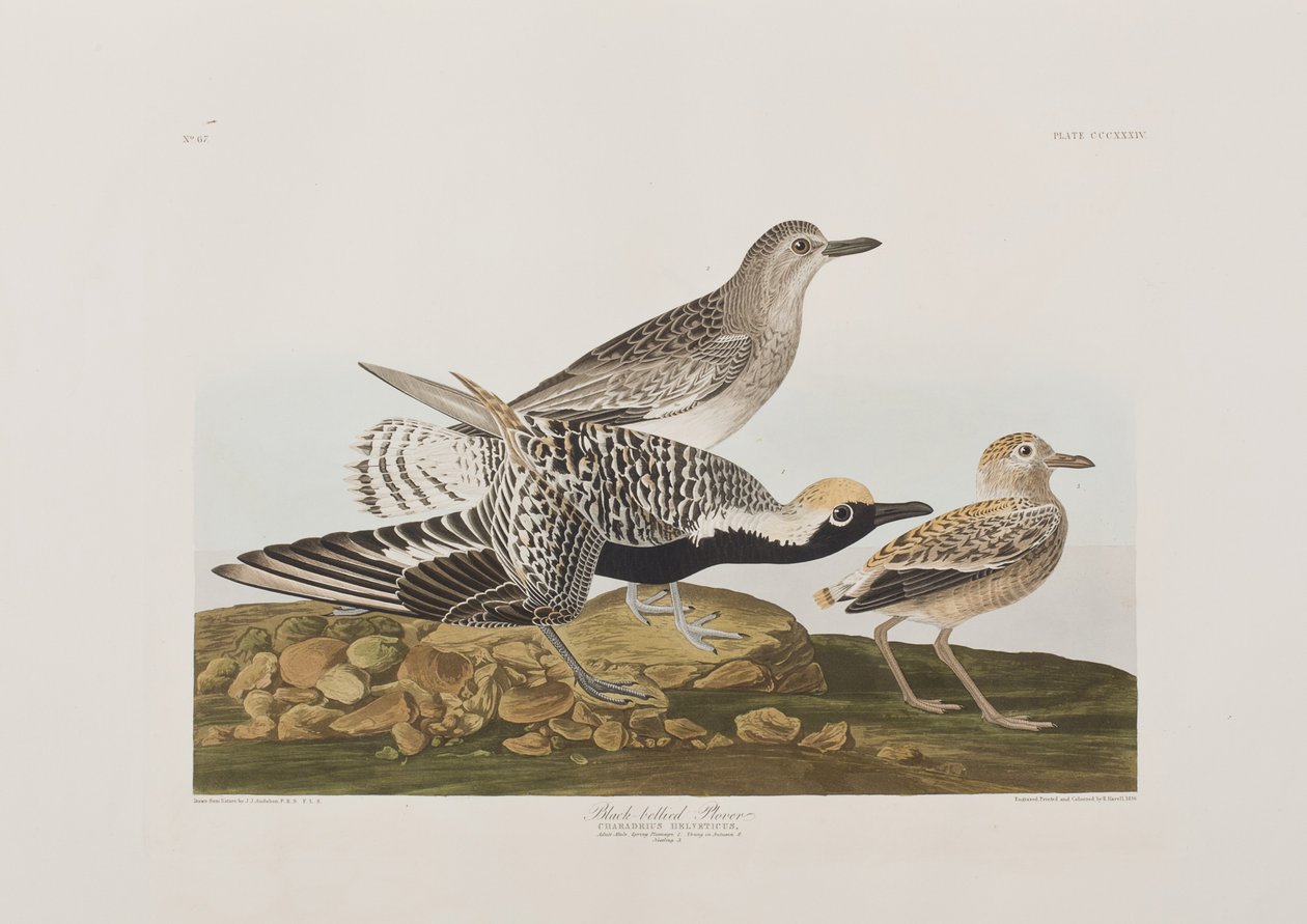 Illustration de 
