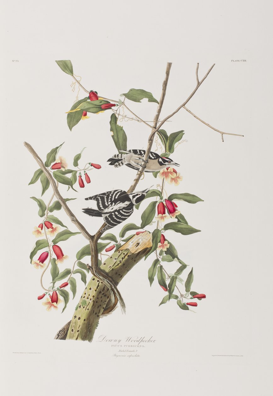 Illustration de 