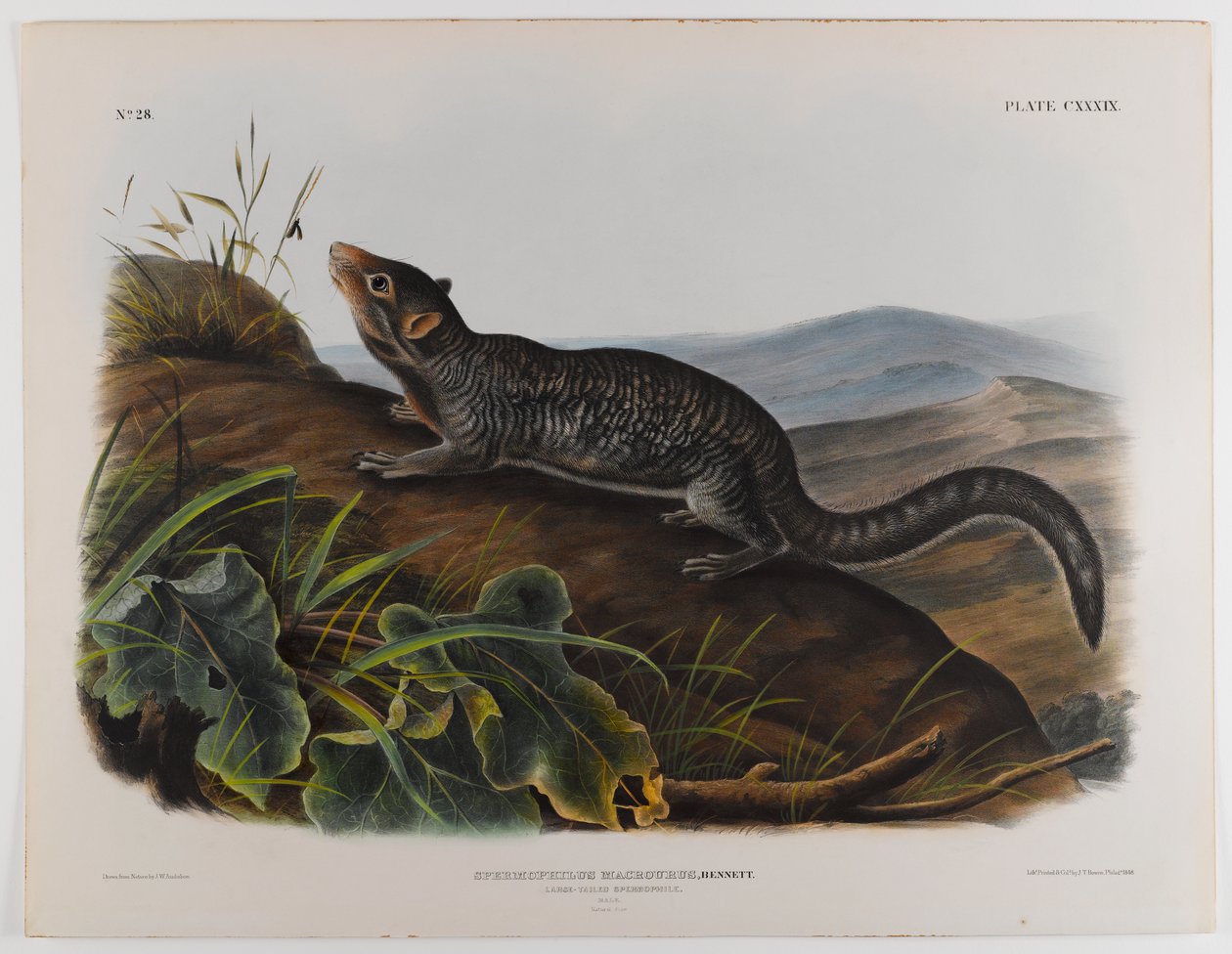 Spermophile à grande queue - John James Audubon