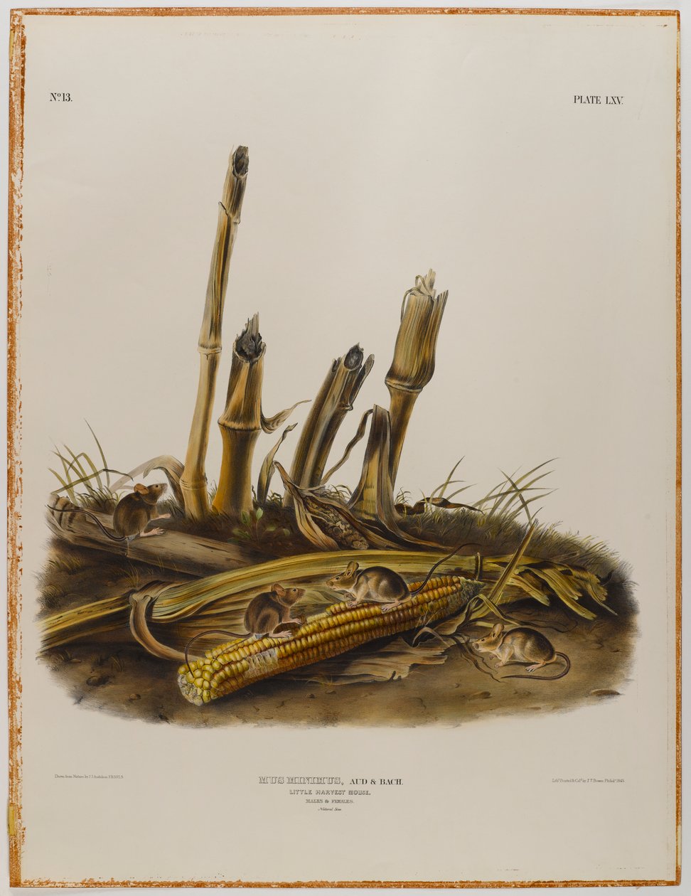 Petite souris des moissons - John James Audubon