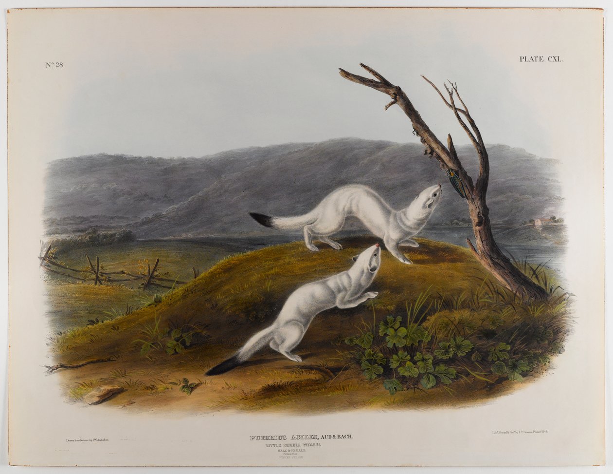 Petite belette agile - John James Audubon