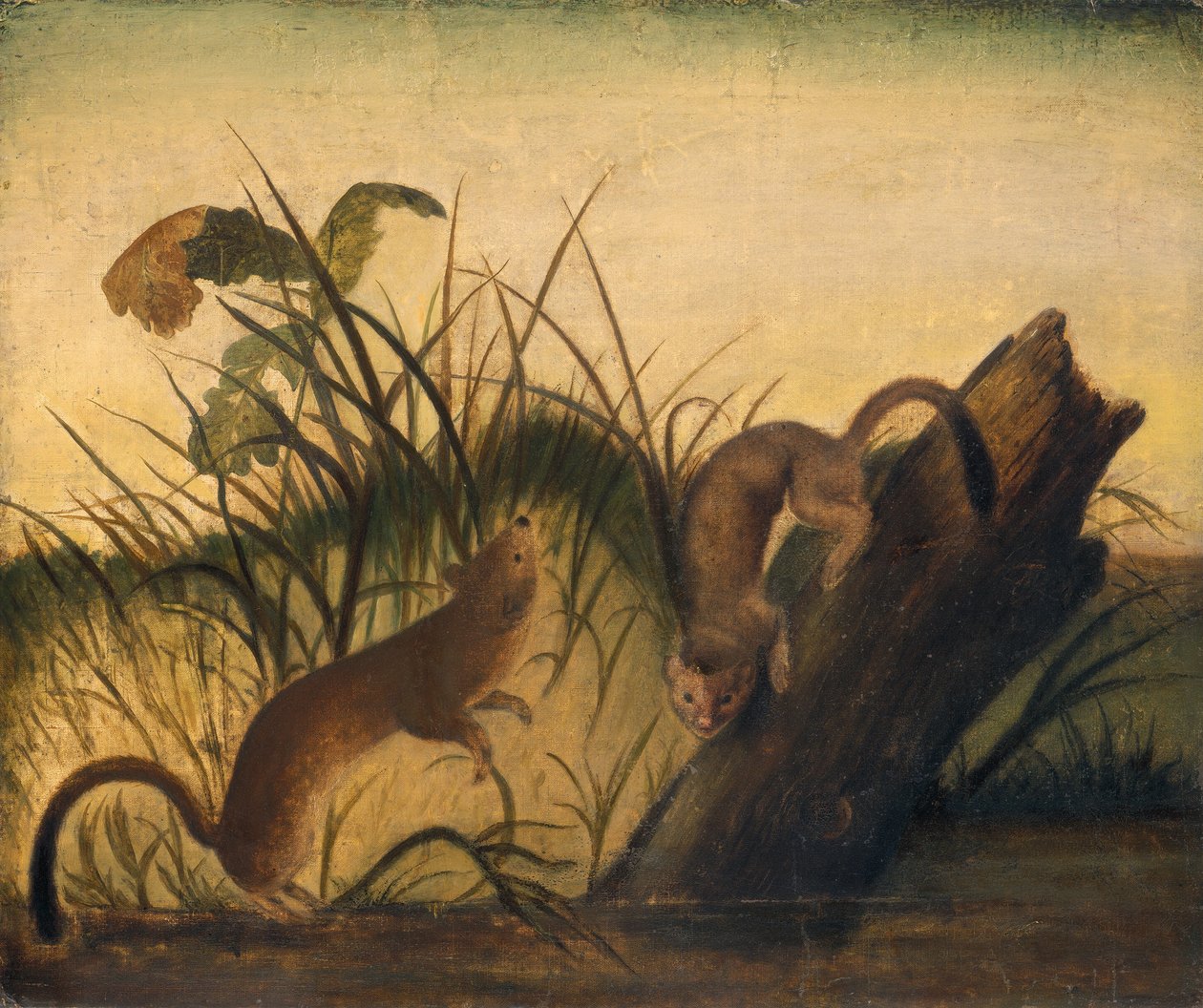 Belette à longue queue - John James Audubon