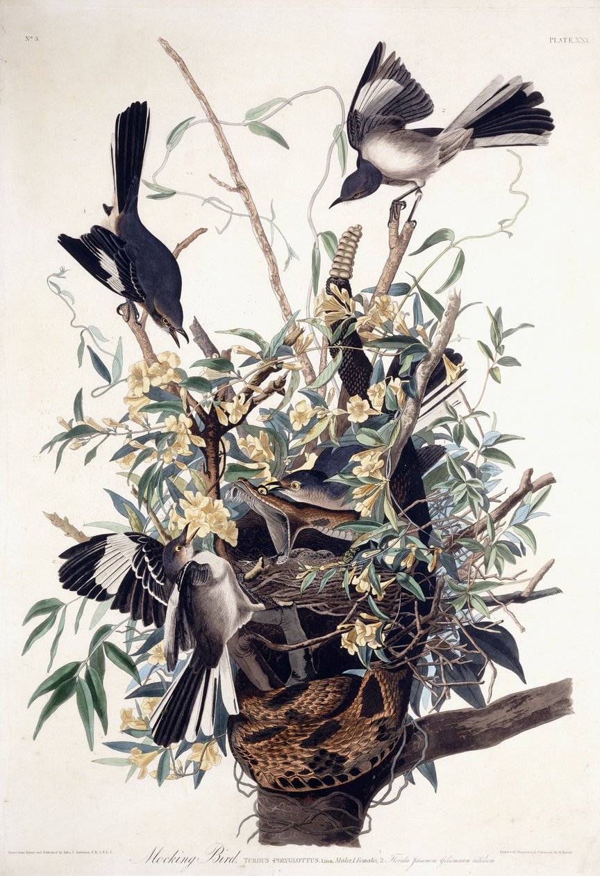 Moqueur polyglotte (Turdus Polyglottus) - John James Audubon