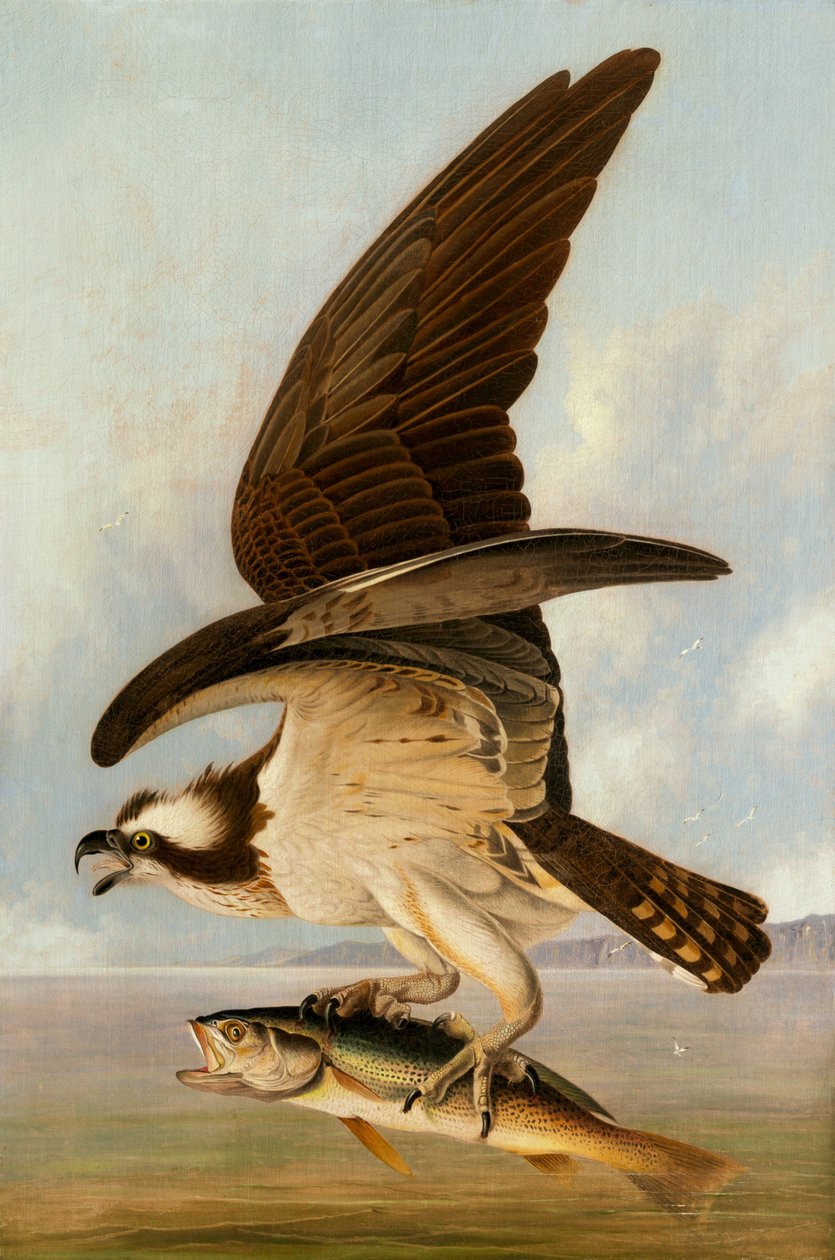 Balbuzard pêcheur et bar faible - John James Audubon