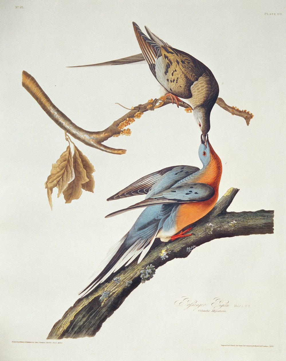 Pigeon migrateur, de 