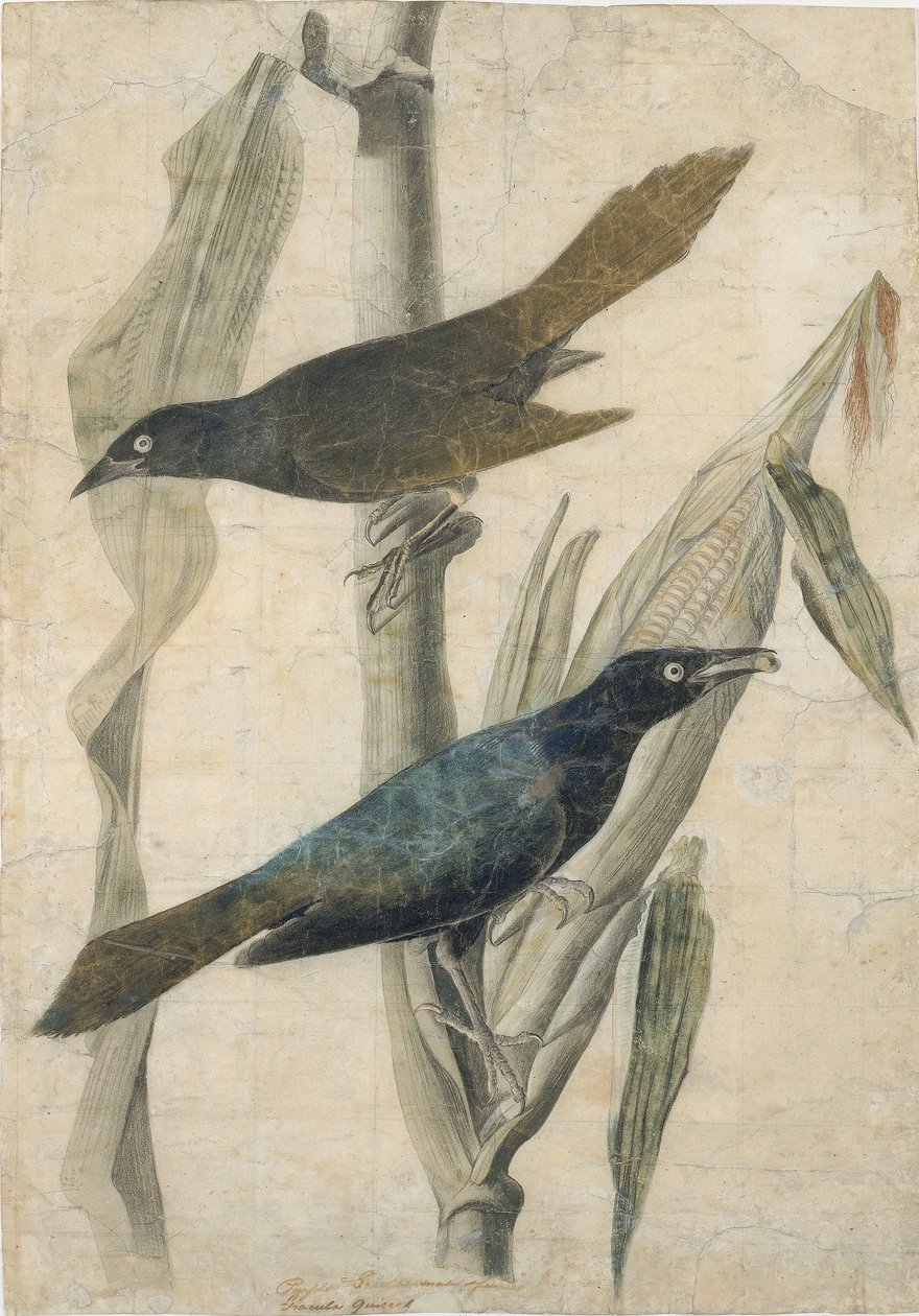 Le canard pourpre - John James Audubon