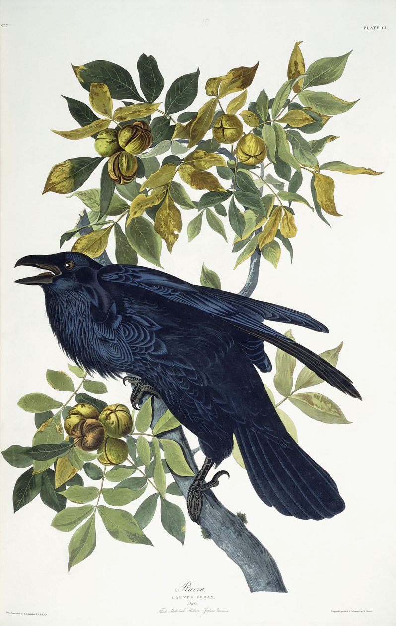 Corbeau - John James Audubon