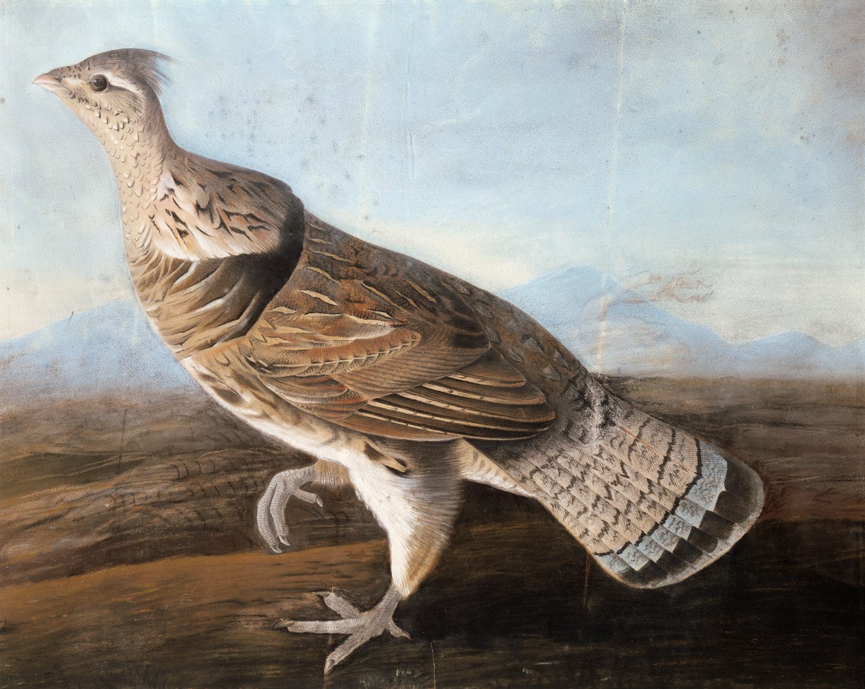Oie huppée, vers 1812 - John James Audubon