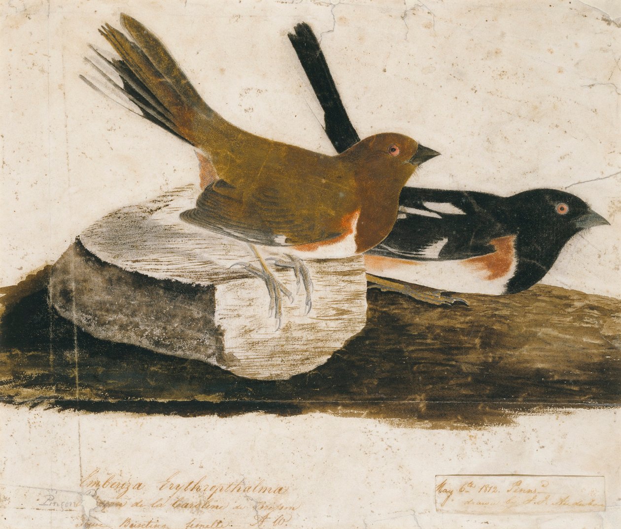 Bruant tourneur - John James Audubon