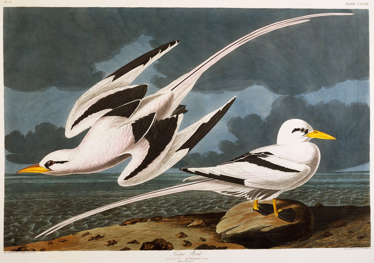 Oiseau tropical - John James Audubon