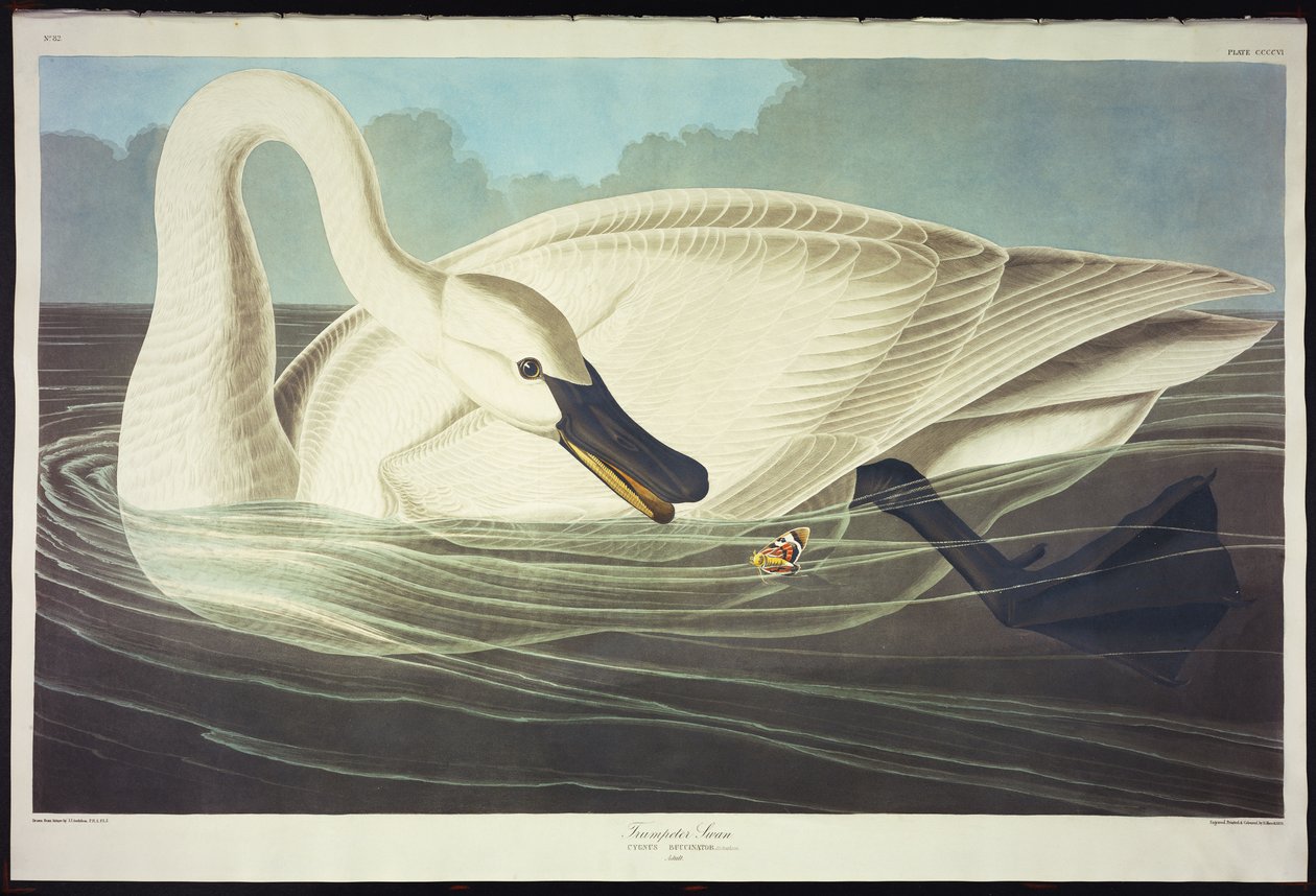 Cygne trompette - John James Audubon