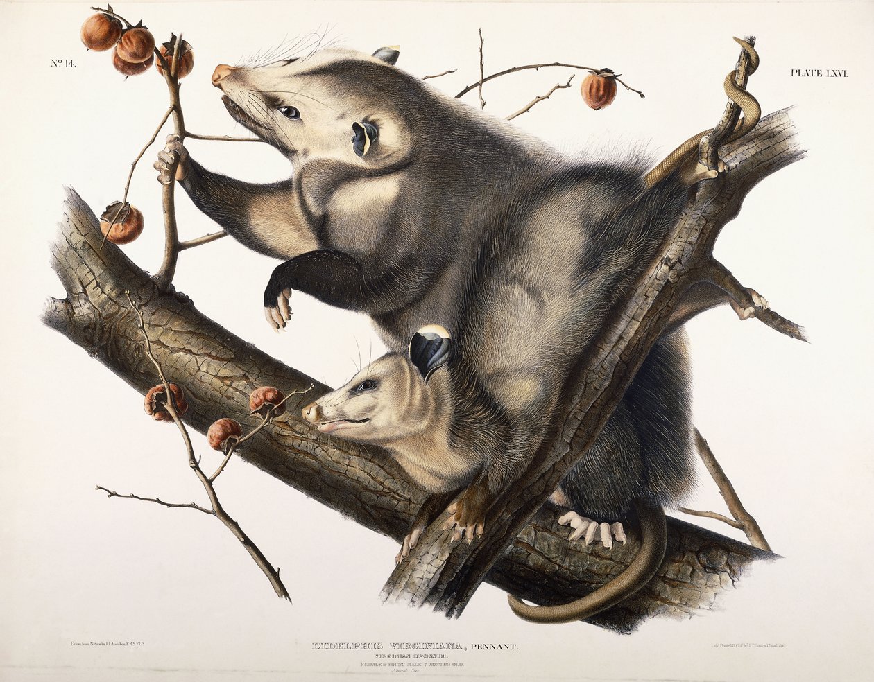 Opossum de Virginie, 1845 - John James Audubon