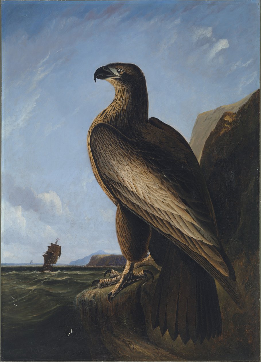 Aigle de mer de Washington - John James Audubon