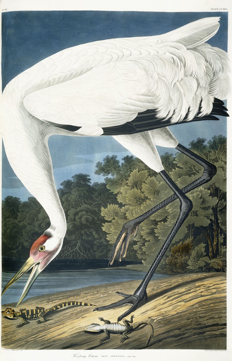 Grue blanche, mâle adulte, 1834 - John James Audubon