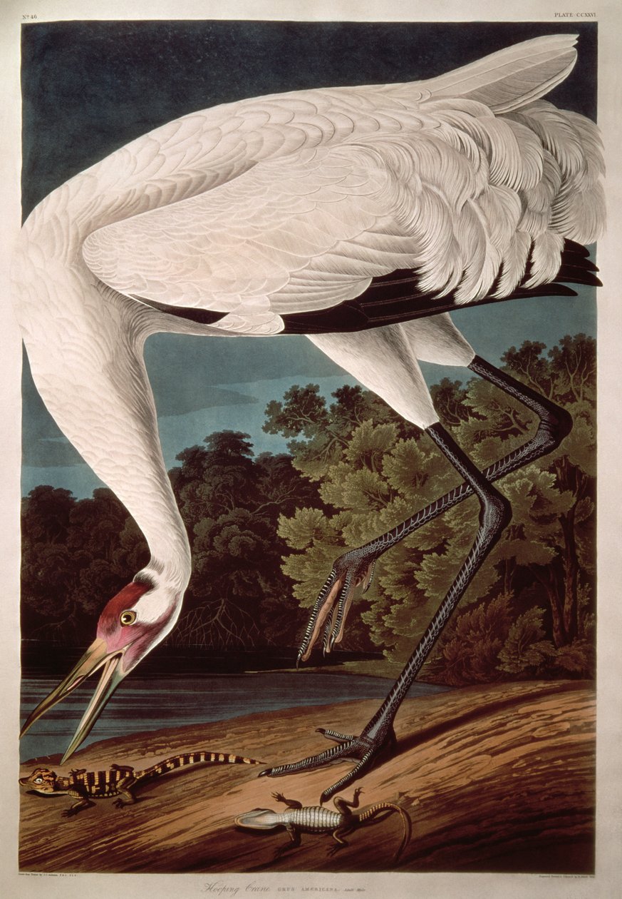 Grue blanche, de 