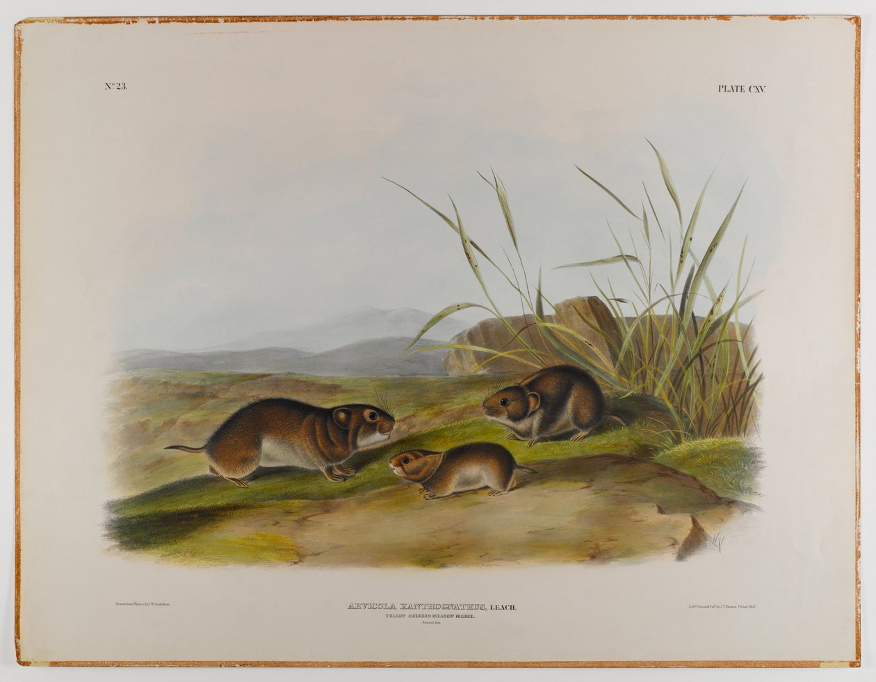 Souris des prés à joues jaunes - John James Audubon