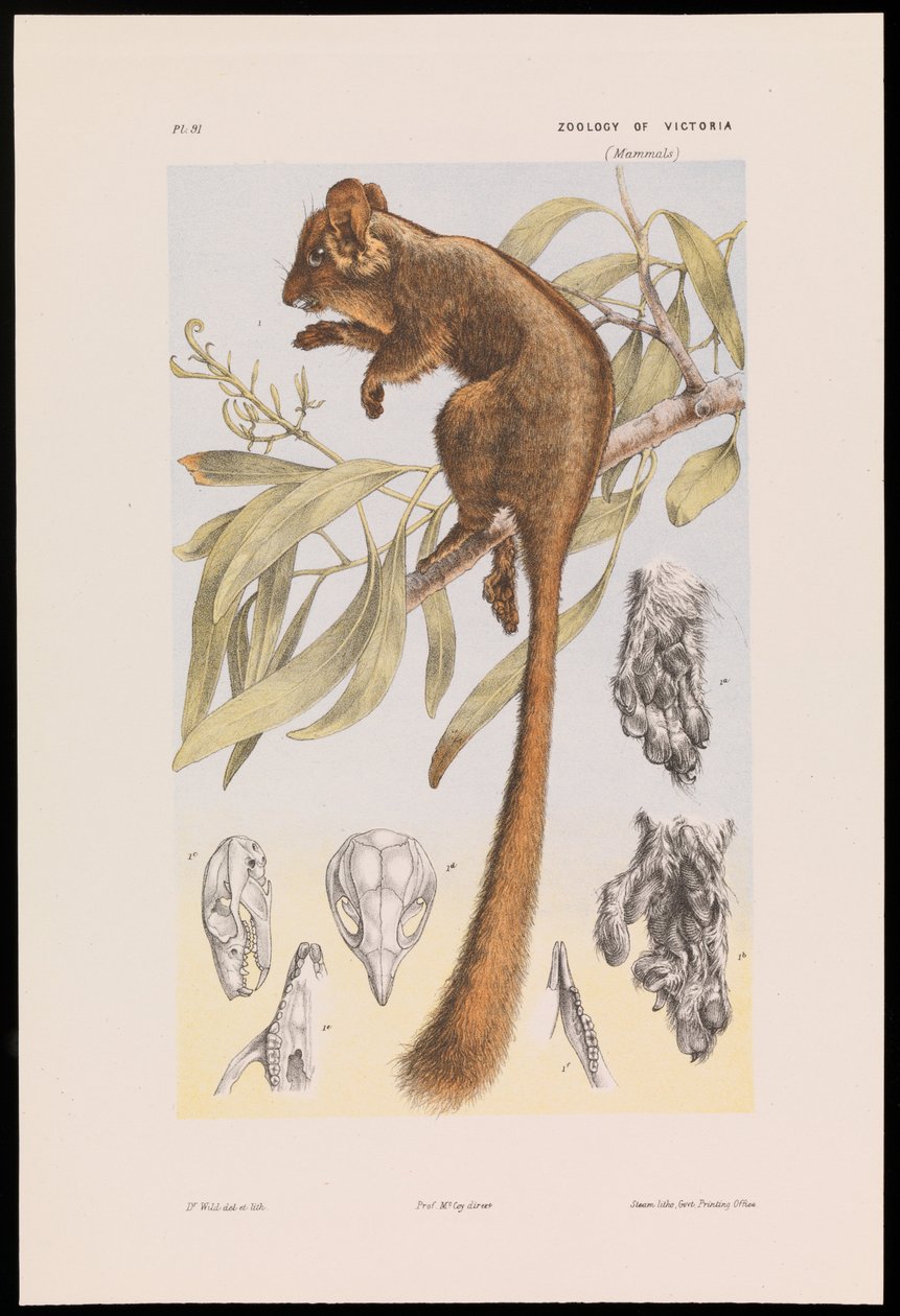 Opossum de Leadbeater, Gymnobelideus leadbeateri - John James Wild
