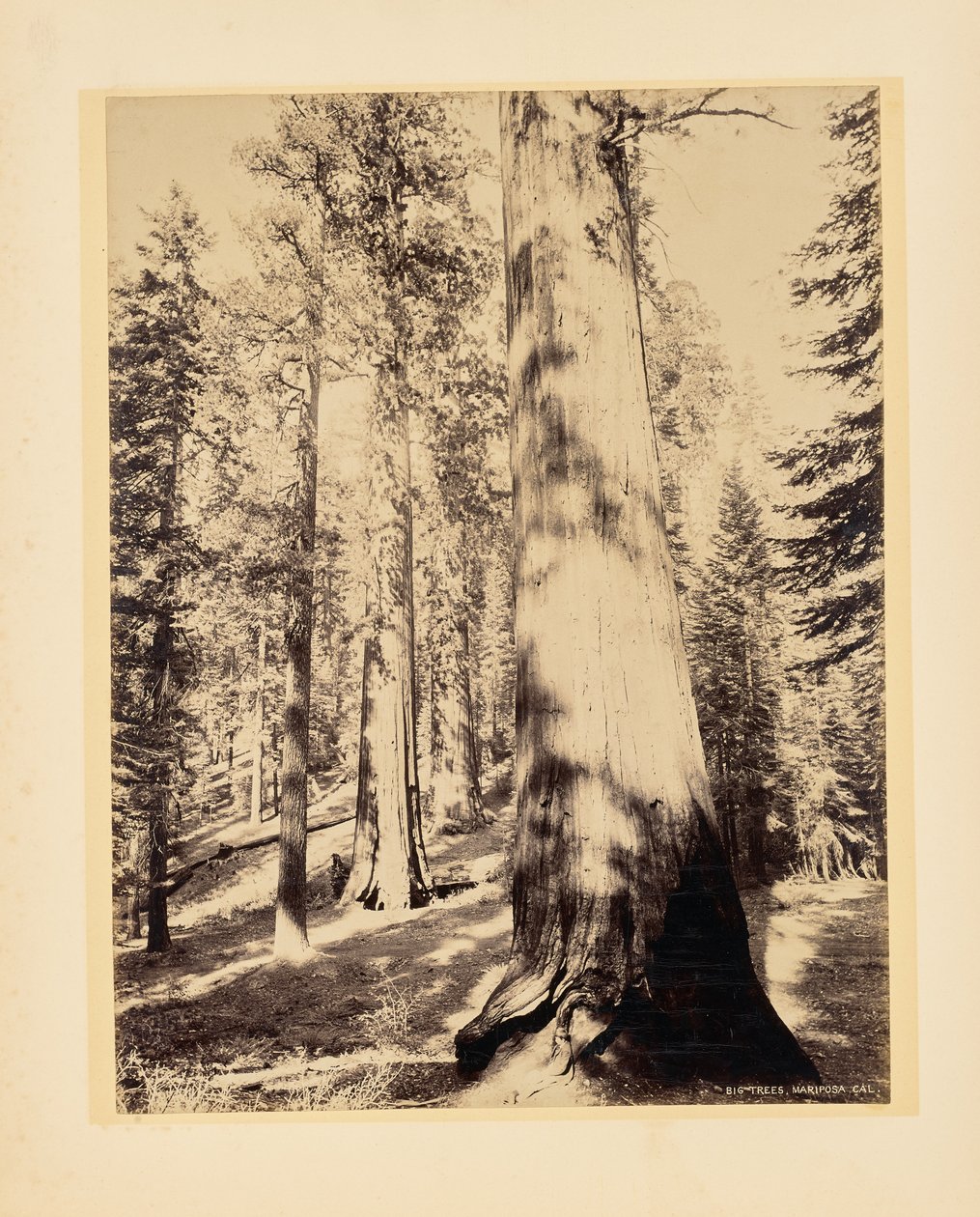 Grands arbres, Mariposa, Californie - John K. Hillers