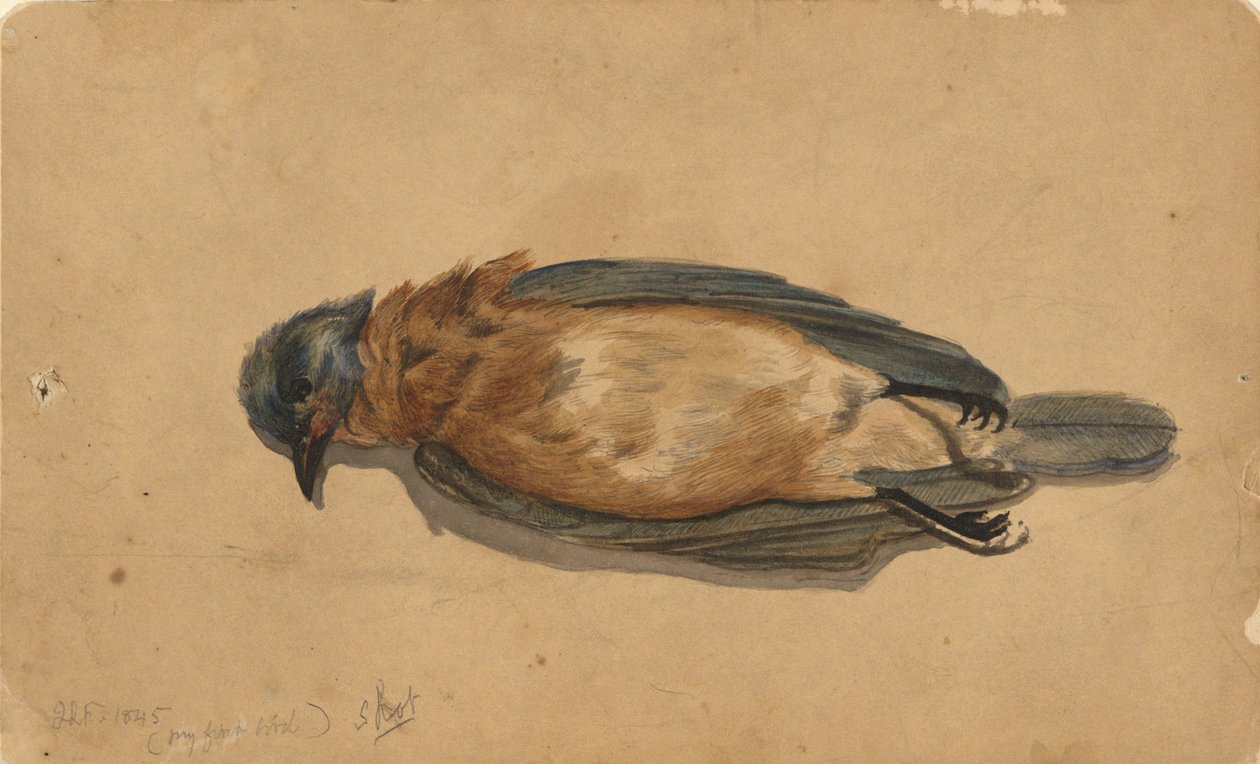 Oiseau Mort - John La Farge