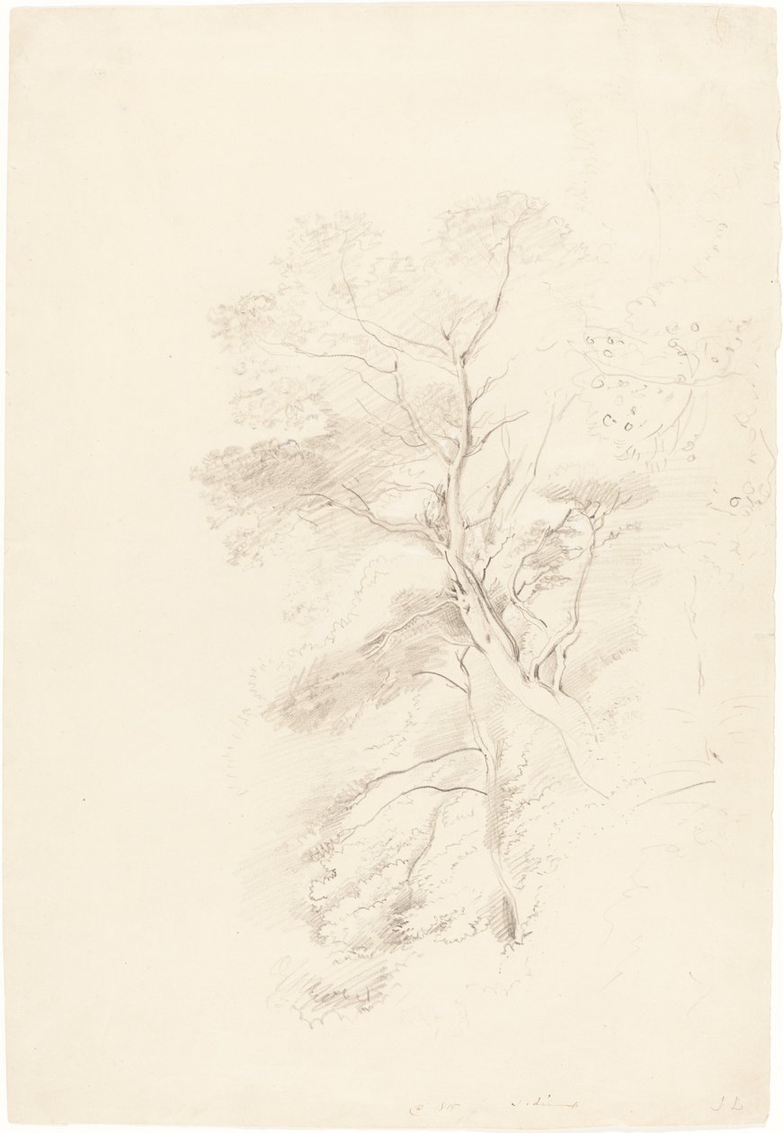 Un bois de hêtres - John Linnell