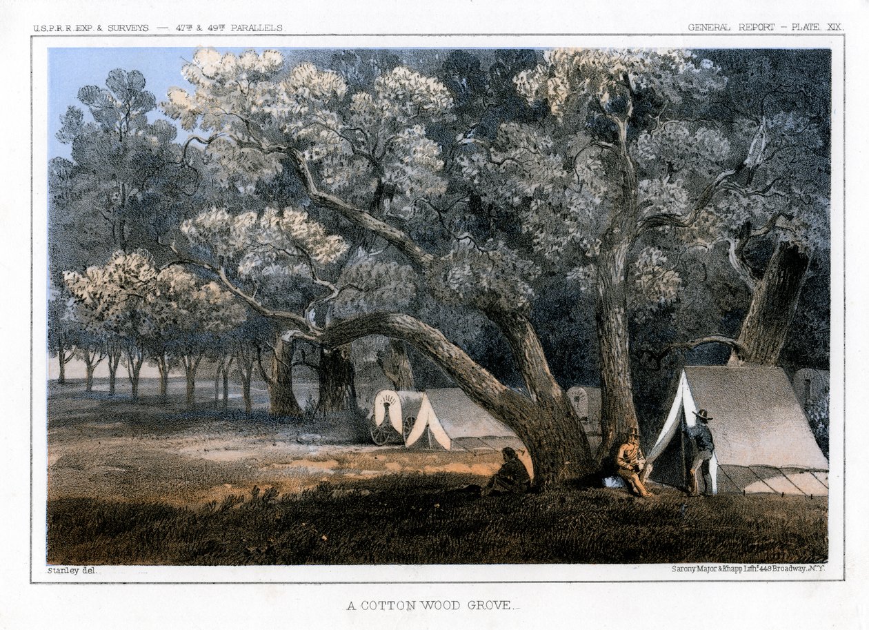 Un bosquet de peupliers, 1856 - John Mix Stanley