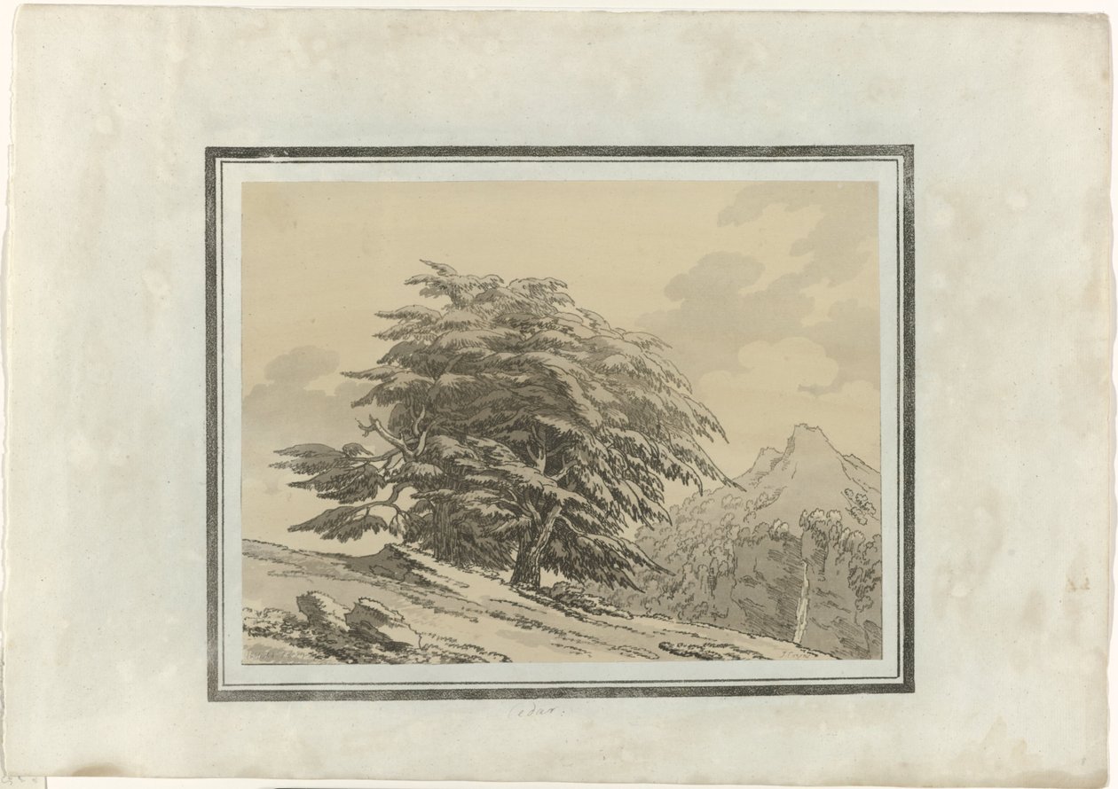 Cèdre - John Robert Cozens