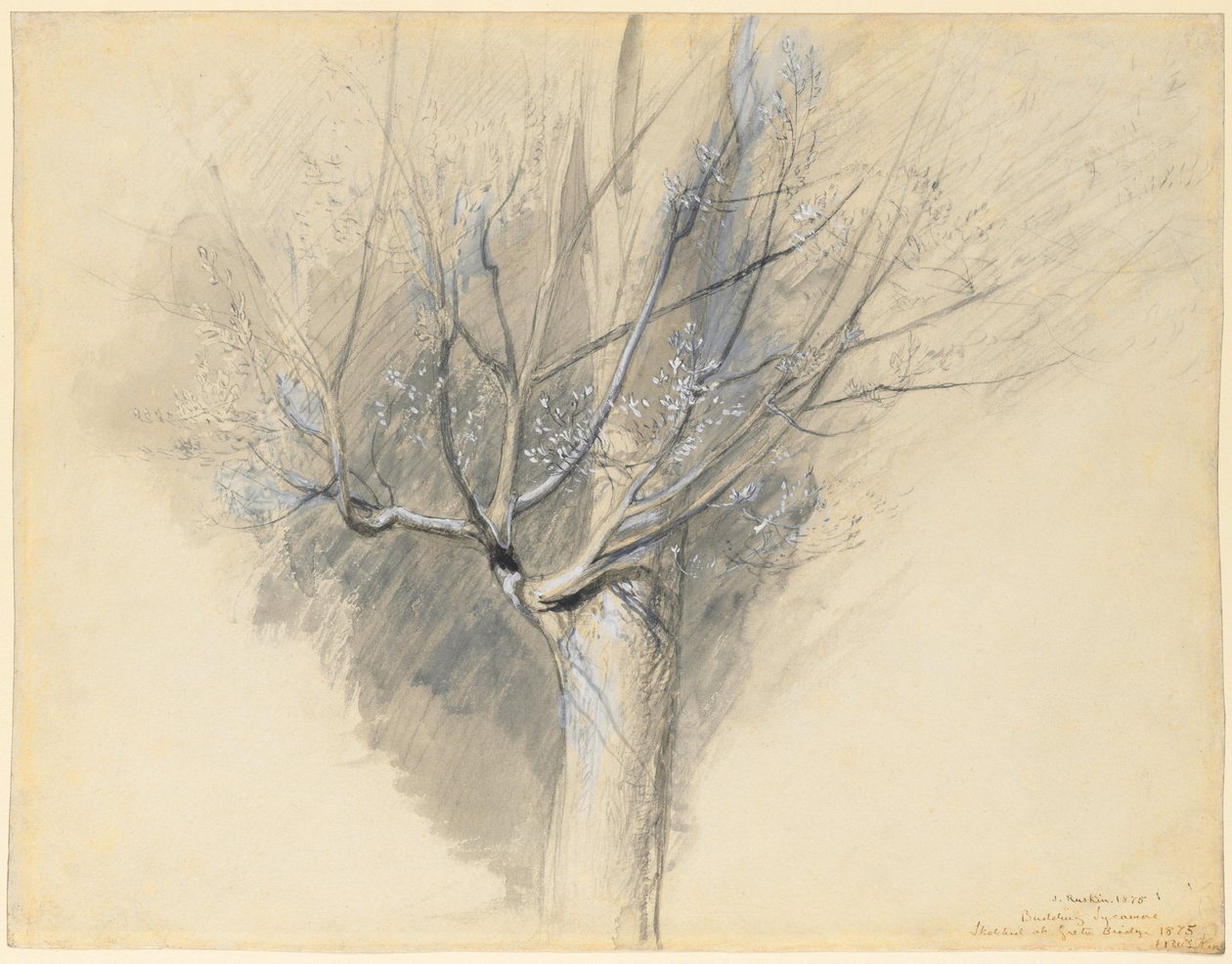 Sycomore bourgeonnant - John Ruskin