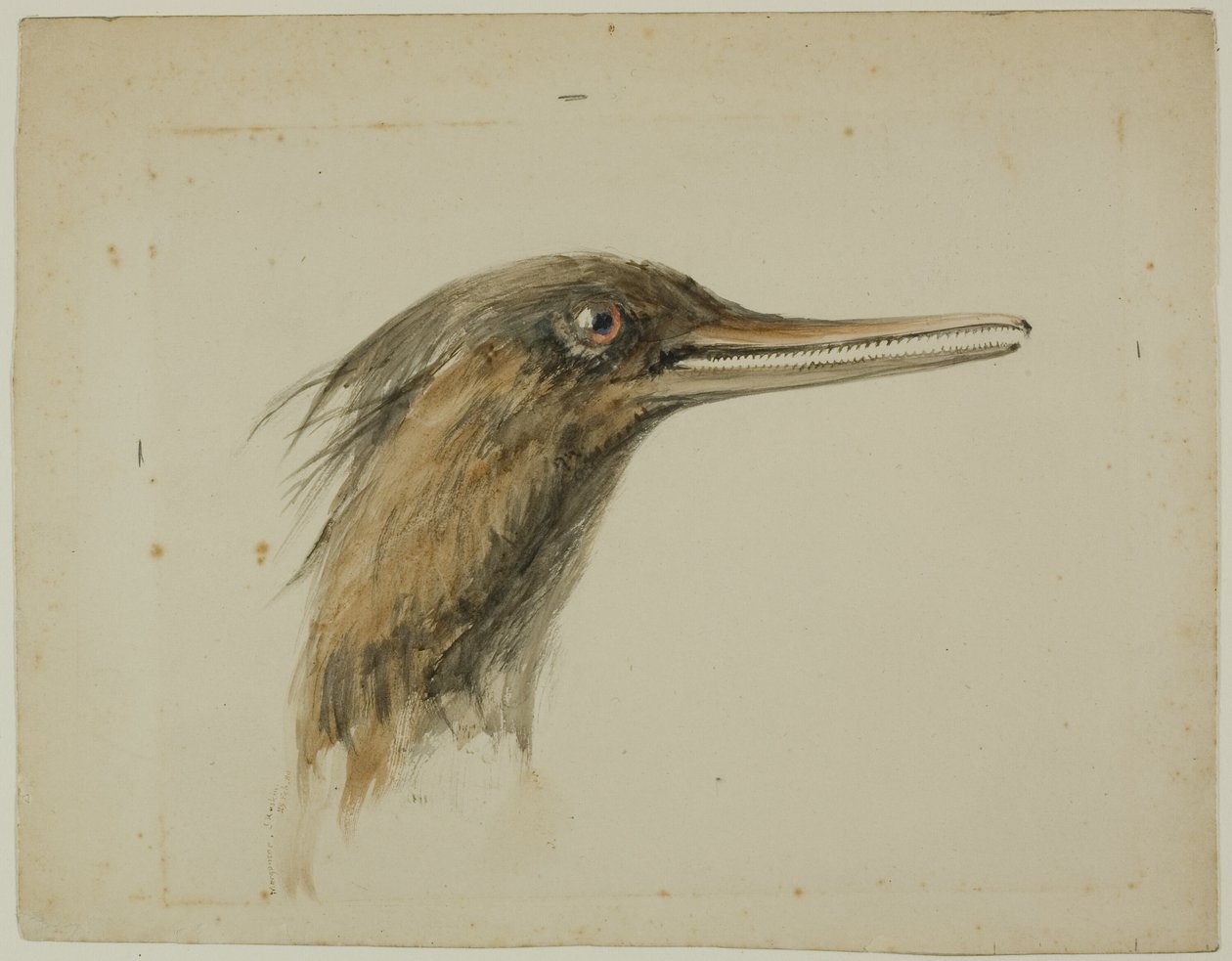 Harle bièvre - John Ruskin