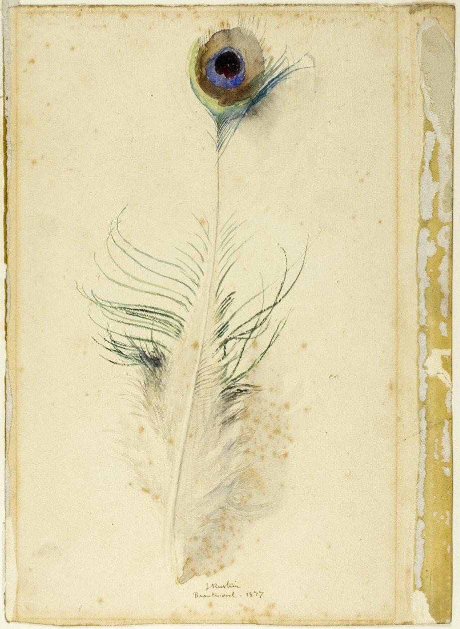 Plume de paon - John Ruskin