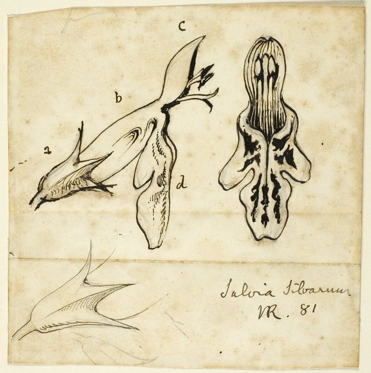 Salvia Silvarum - John Ruskin