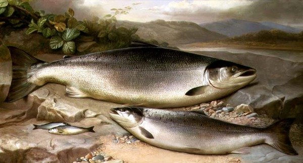 Nature morte de poissons - John Russell