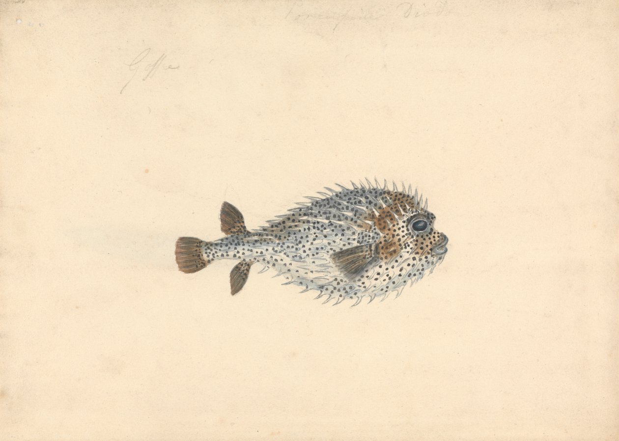 Un Poisson Porc-épic - John Smart