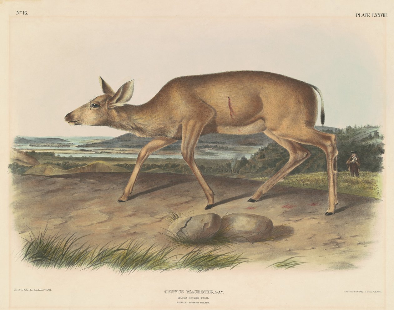 Cerf à queue noire - John T. Bowen, after John James Audubon