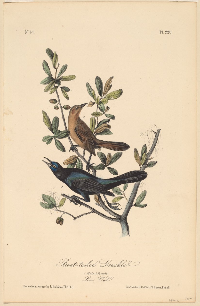 Quiscale à Longue Queue - John T. Bowen, after John James Audubon