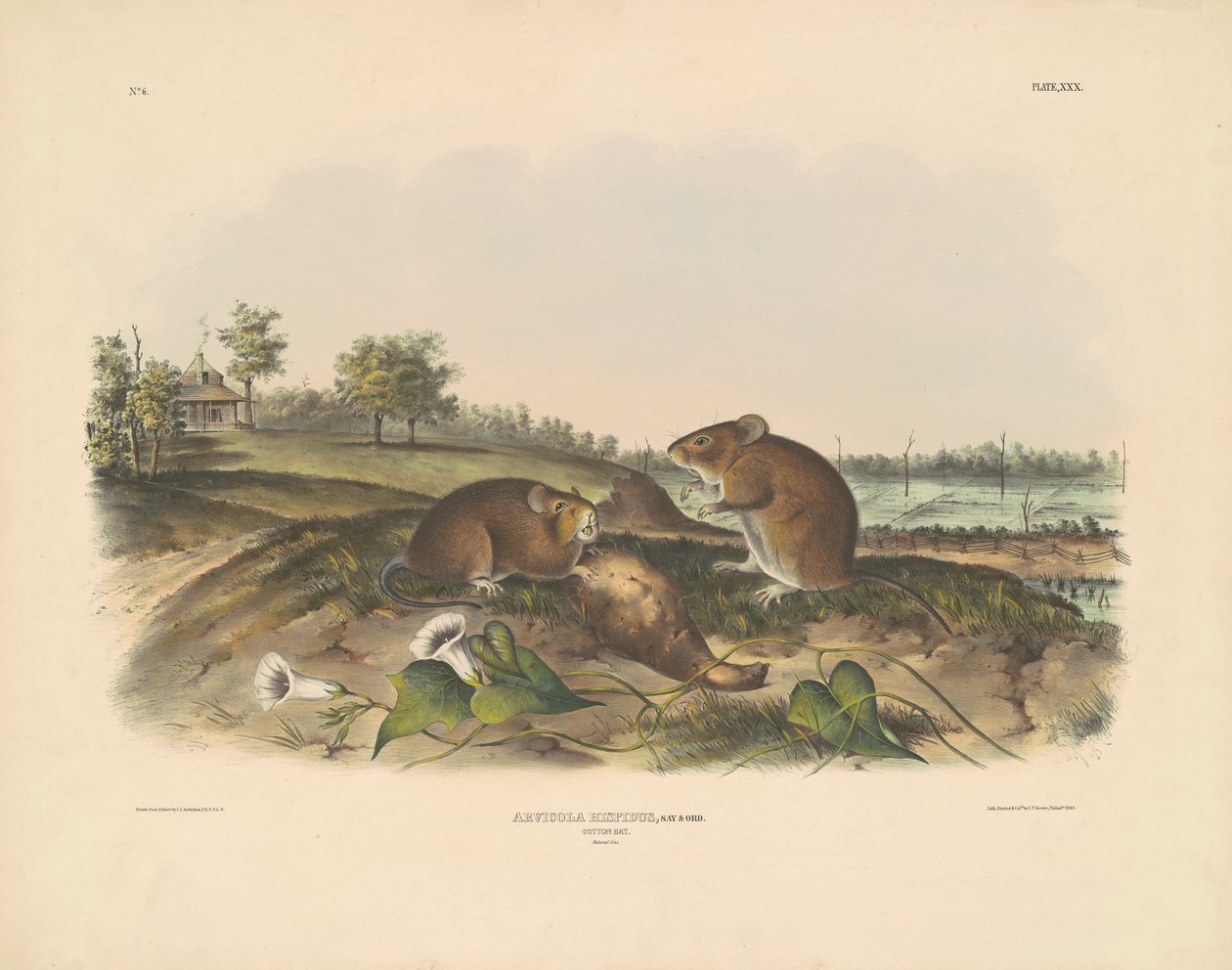 Rat de coton - John T. Bowen, after John James Audubon