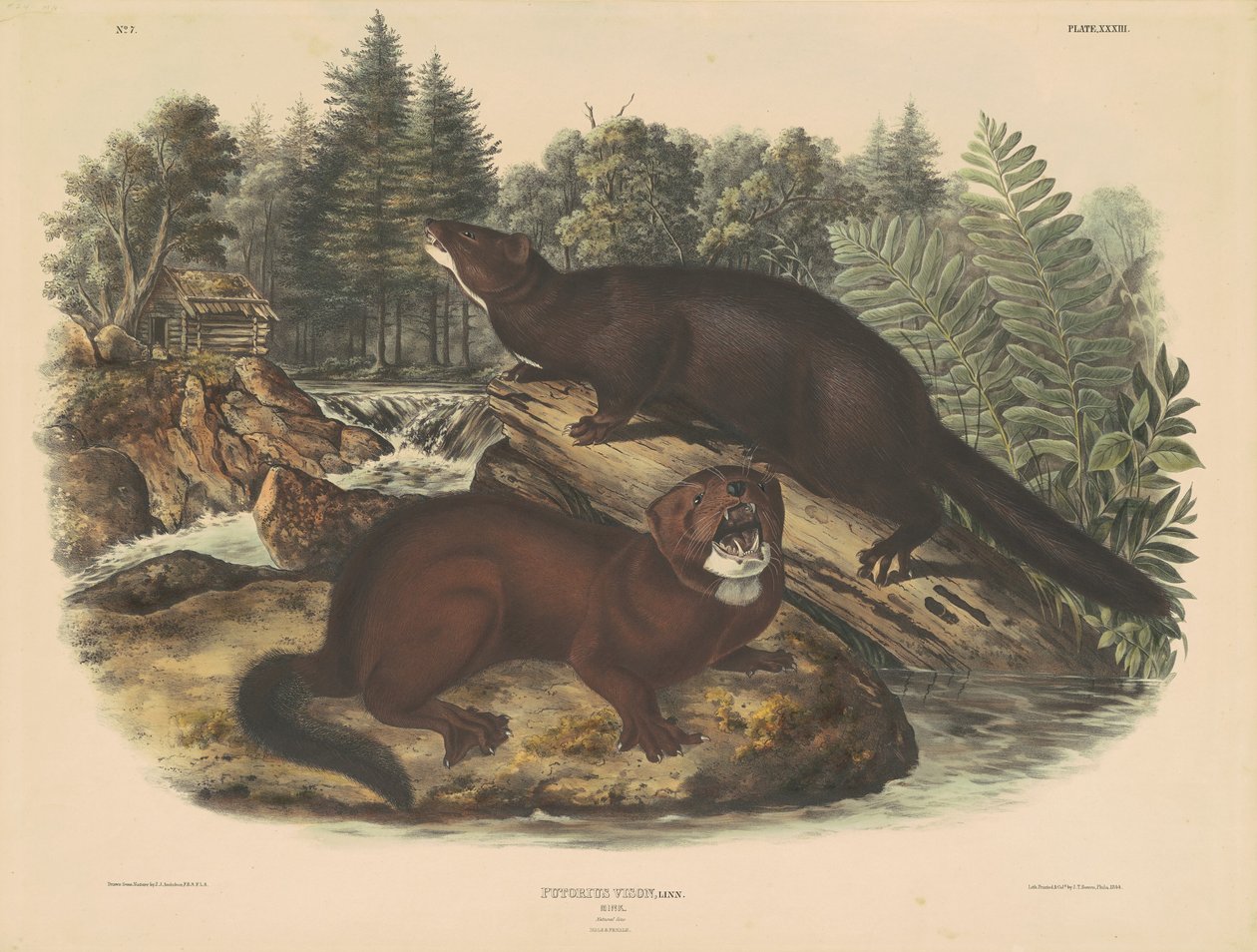 Vison - John T. Bowen, after John James Audubon