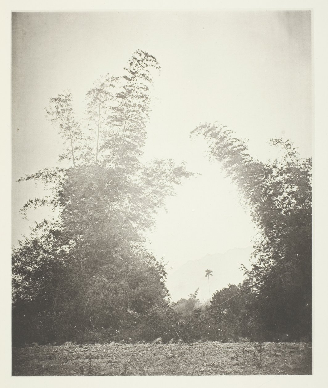 Bambous à Baksa, Formose - John Thomson