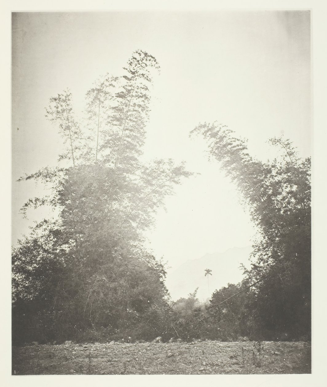 Bambous à Baksa, Formose, vers 1868 - John Thomson