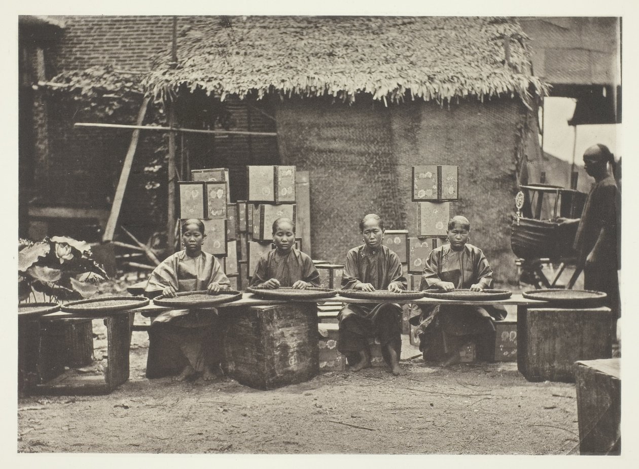 Cueillette du thé à Canton - John Thomson