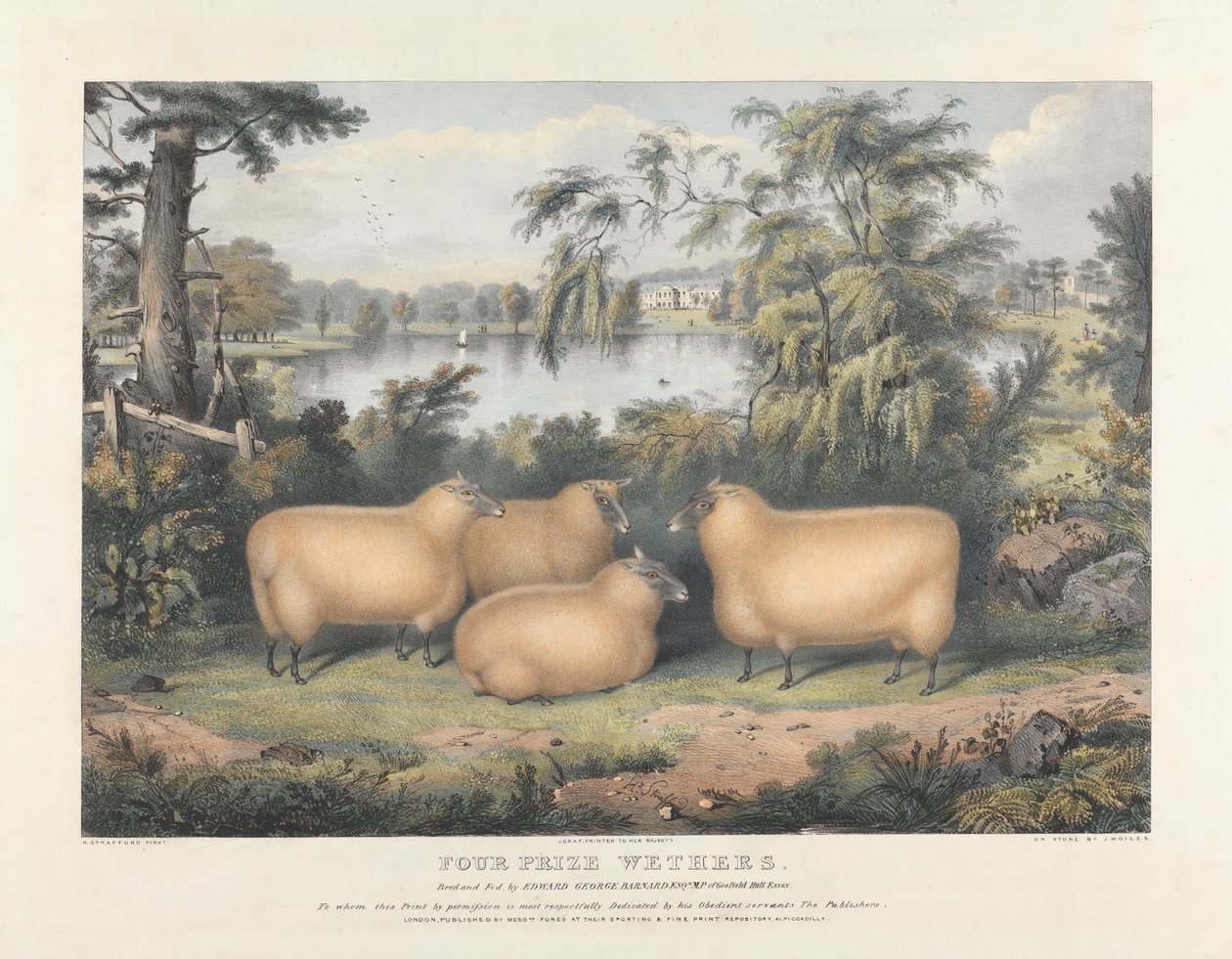 Quatre Moutons Primés - John West Giles
