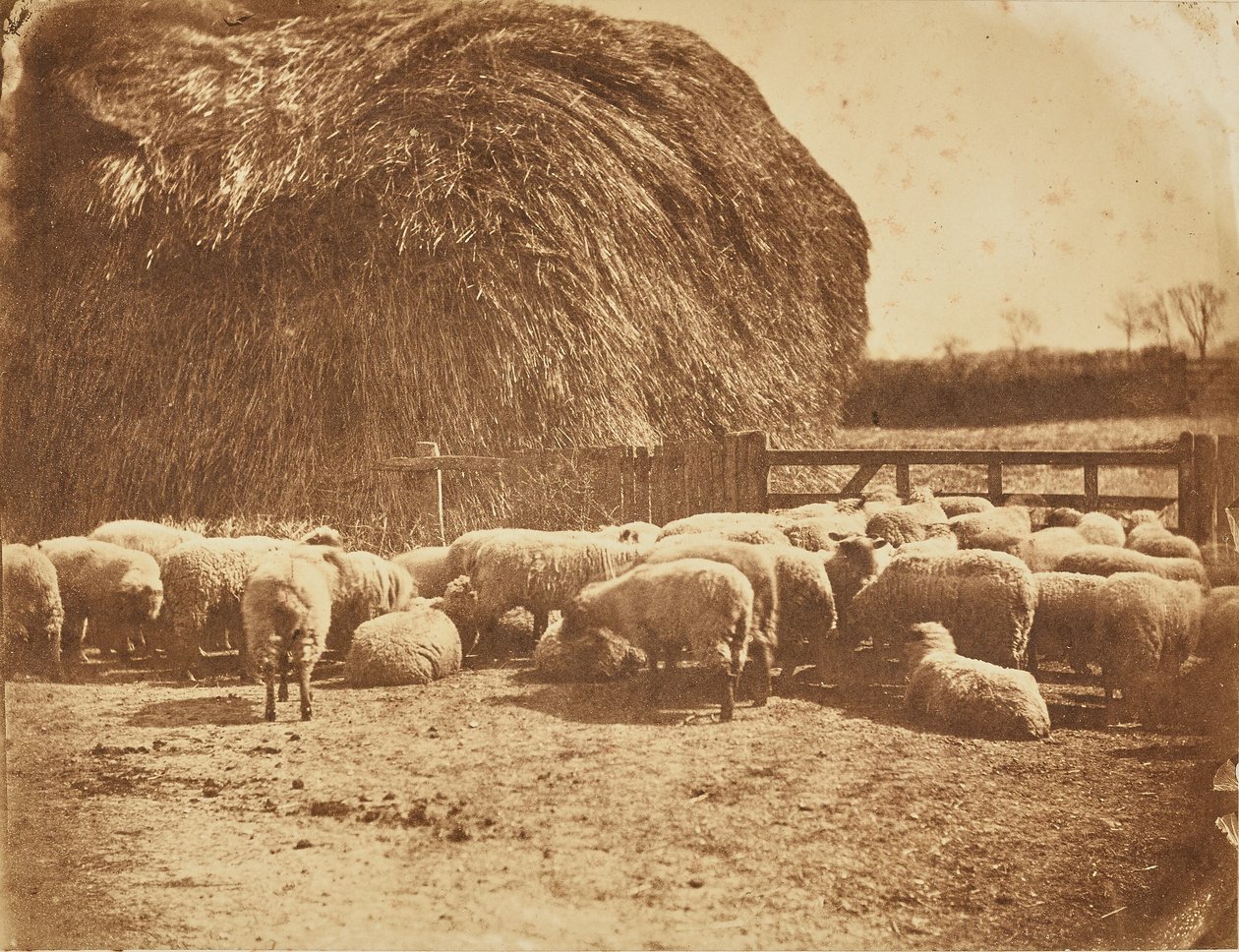 [Moutons dans un enclos] - John Whistler