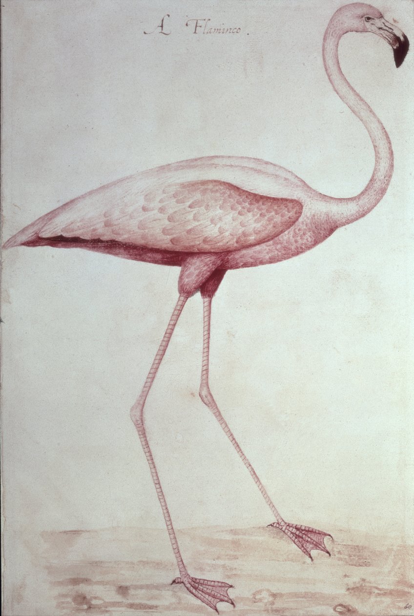Flamant - John White